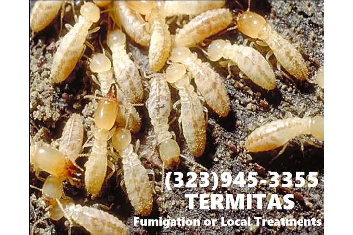 FUMIGATIONS ALL DAY CALL NOW.- image 8