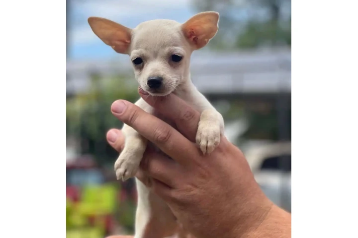 $400 : Adorable Chihuahua en Venta image 2