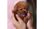 Caniche miniatura en Miami