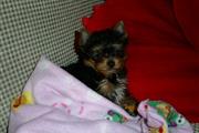 AKC registered yorkie t cup
