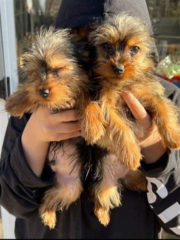 $500 : Hermosos cachorros de Yorkie image 2