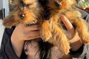 $500 : Hermosos cachorros de Yorkie thumbnail