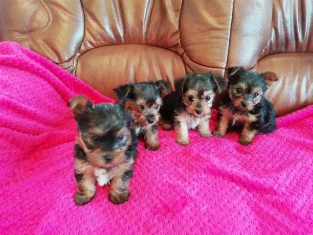 $575 : Cachorros Yorkie Para Adopción image 1