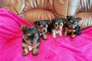 $575 : Cachorros Yorkie Para Adopción thumbnail