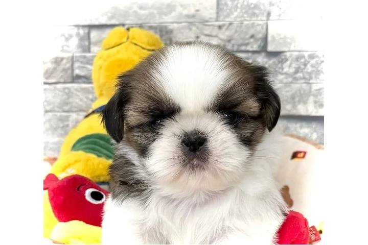 $350 : Cachorros Shihzu en venta image 3