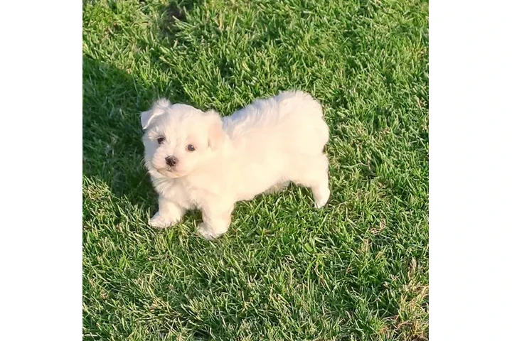 $450 : mini maltese image 1