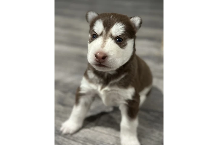 $800 : Husky image 6