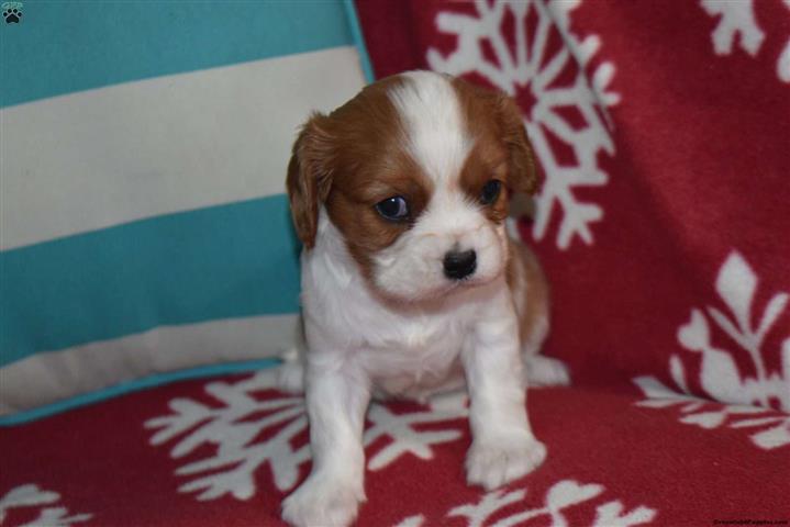 $330 : Cavalier King Charles for Sale image 3
