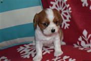 $330 : Cavalier King Charles for Sale thumbnail
