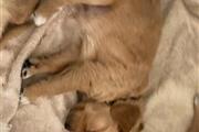 $350 : golden retriever thumbnail