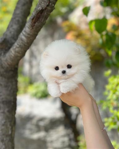 $350 : Pomeranian image 1