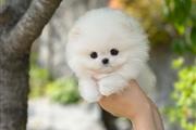 Pomeranian