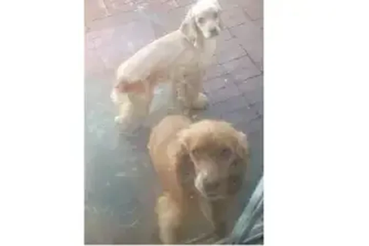 $500 : Cocker Spaniel pure image 2