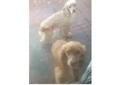 $500 : Cocker Spaniel pure thumbnail
