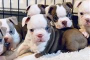 $500 : Amazin Boston terrier puppies thumbnail