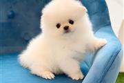 Pomeranian puppies and French