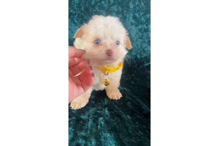 $400 : MALTIPOOS OJOS AZULES image 2