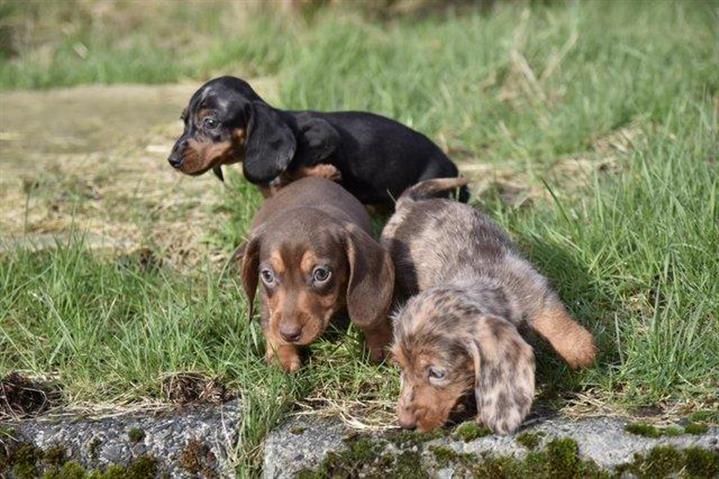 $250 : dachshunds puppies image 3