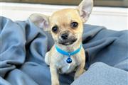 $350 : Cachorrito Chihuahua thumbnail