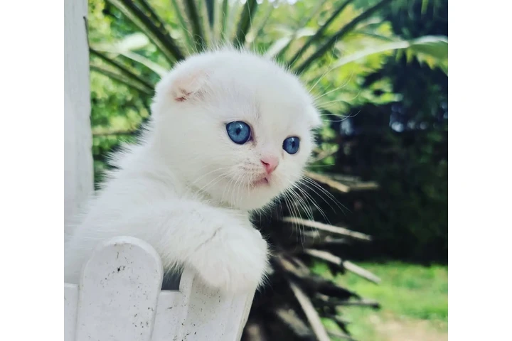$240 : Scottish Fold en venta image 2