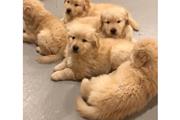 Goldendoodle Puppies en New Haven