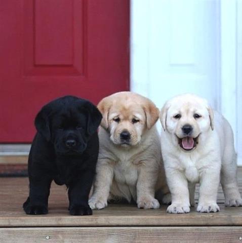 $500 : Cachorros labrado retriever image 2