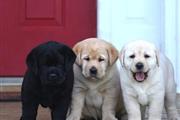 $500 : Cachorros labrado retriever thumbnail