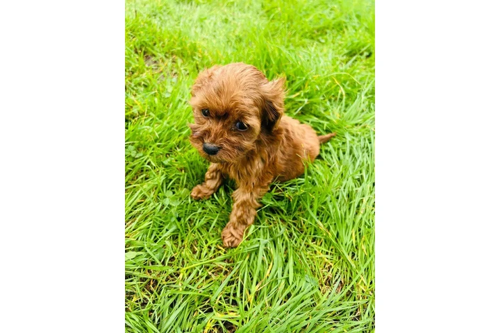 $550 : small maltipoo image 2