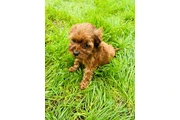 $550 : small maltipoo thumbnail