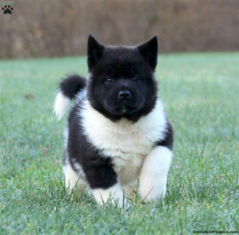 $560 : Akita Puppies for sale image 3