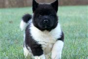 $560 : Akita Puppies for sale thumbnail
