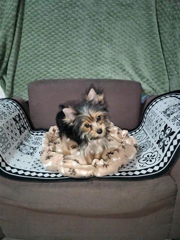 $250 : Cachorros De Yorkie puppy. image 1