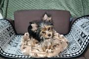 Cachorros De Yorkie puppy. en Tucson