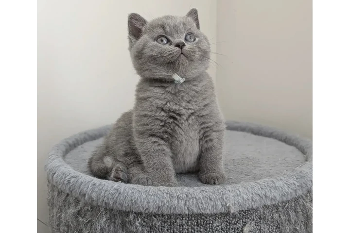 $300 : British shorthair for sale image 2