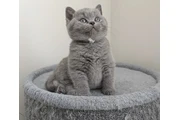 $300 : British shorthair for sale thumbnail