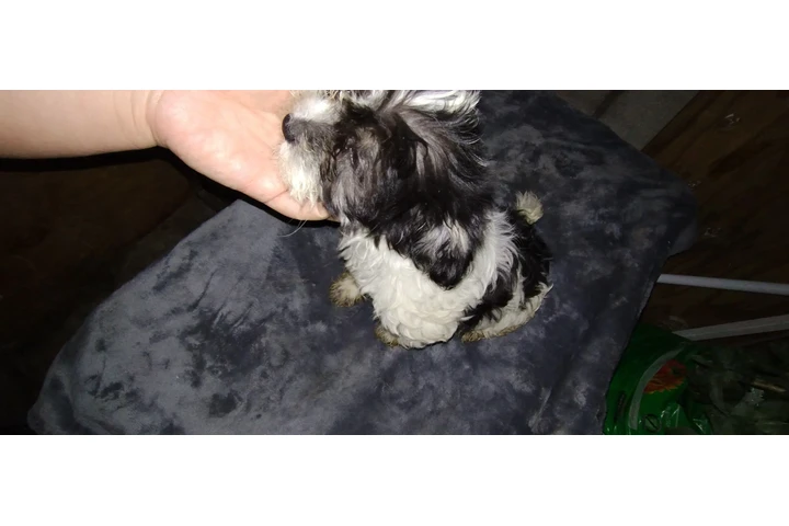 $130 : PUPPIES FOR SALE image 2