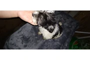 $130 : PUPPIES FOR SALE thumbnail