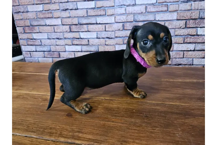 $240 : Miniature dachshund image 1