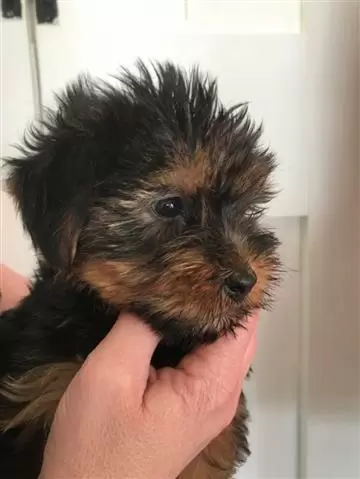 Perros raza Yorkshire terrier image 2