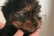 Perros raza Yorkshire terrier thumbnail