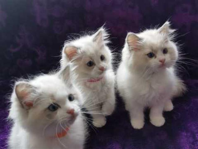 $300 : Cute Ragdoll Kittens Available image 3