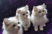 $300 : Cute Ragdoll Kittens Available thumbnail