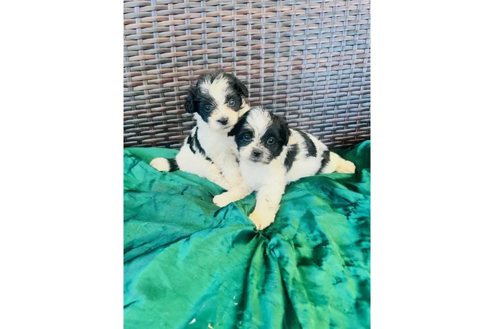 $400 : Perritos Maltipoo image 1
