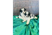 Perritos Maltipoo en Los Angeles