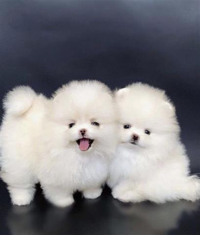 $500 : Lindos cachorros de pomerania image 3