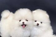 $500 : Lindos cachorros de pomerania thumbnail