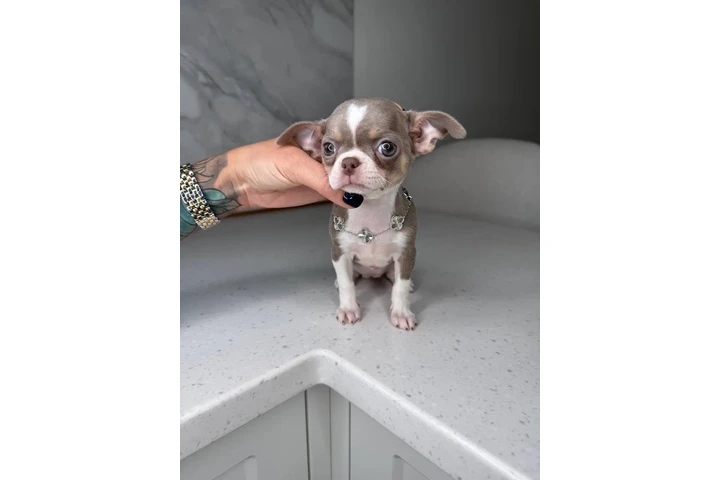 $300 : Teacup Chihuahua puppies image 10
