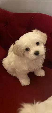 Super Adorable Maltese Puppies image 3