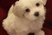 Super Adorable Maltese Puppies thumbnail