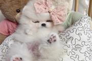 $400 : Teacup Pomeranian For Sale thumbnail